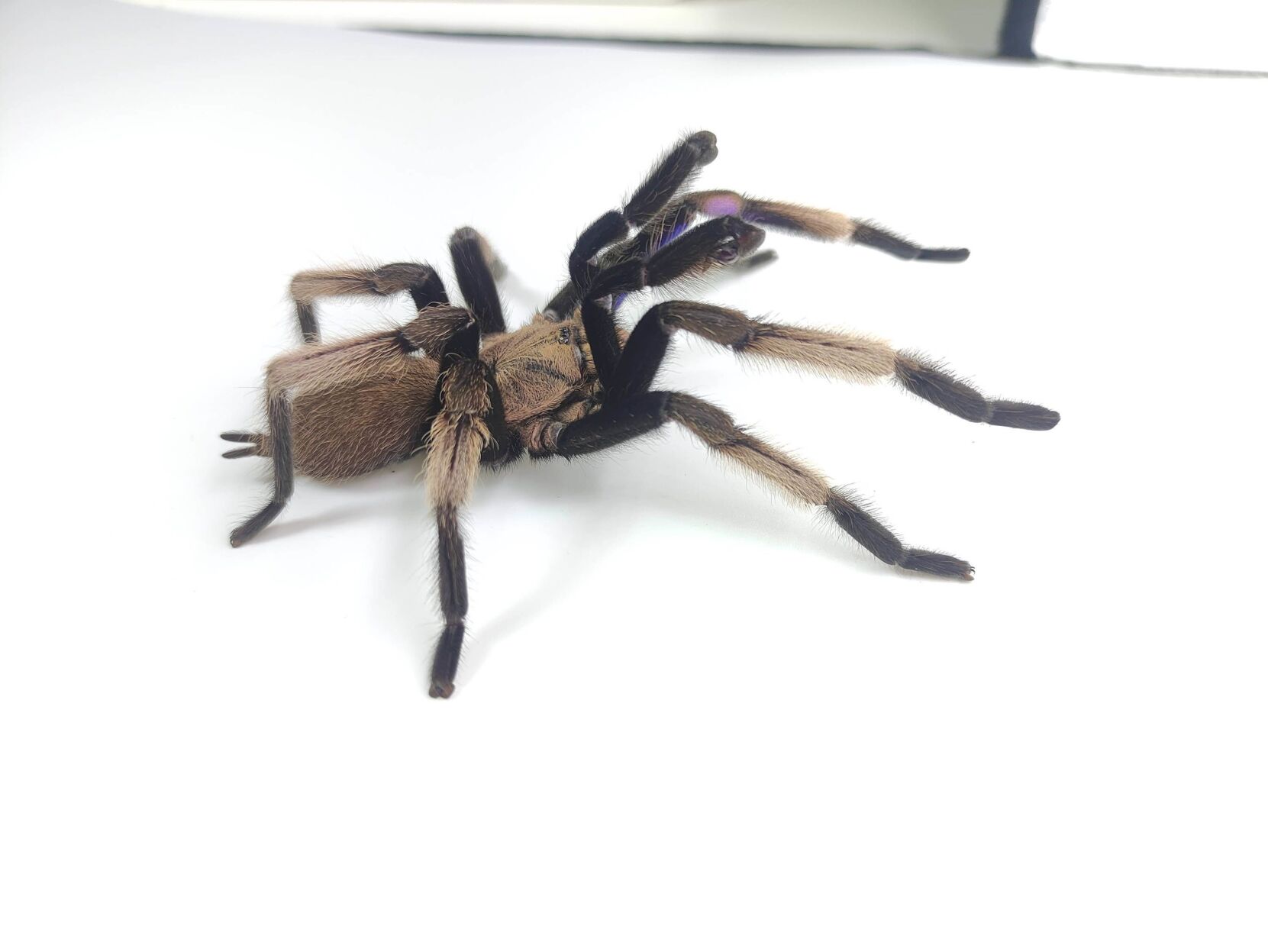 Electric blue tarantula species discovered in Thailand